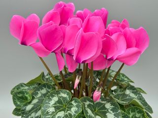 Latinia Success Rose Bonbon F1