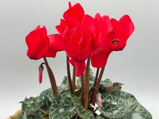 Midi+® Rouge Vif F1