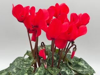 Tianis Rouge Vif F1