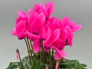 Tianis Fuchsia F1