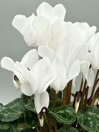 Tianis Blanc Pur F1