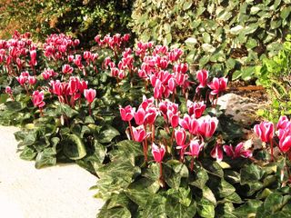 Tianis Fantasia® Melange F1