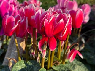 Tianis Fantasia® Fuchsia Vif