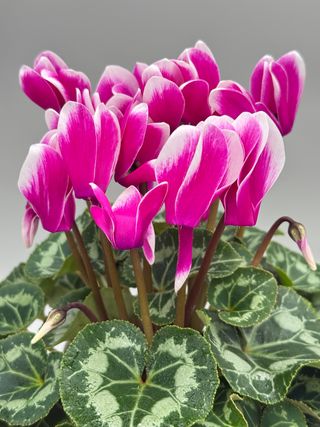 Tianis Fantasia® Violet Fonce' Evolution F1
