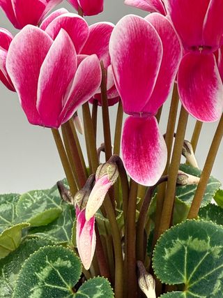 Tianis Fantasia® Magenta Fonce' Evolution F1