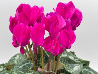 Tianis Violet Fonce F1