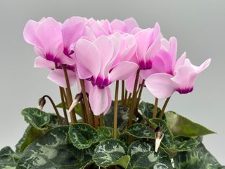 Tianis Rose Clair A Oeil Violet
