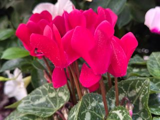 Tianis Magenta Fonce' F1