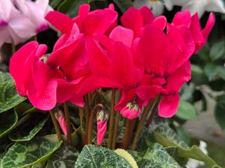 Tianis Fuchsia Vif F1