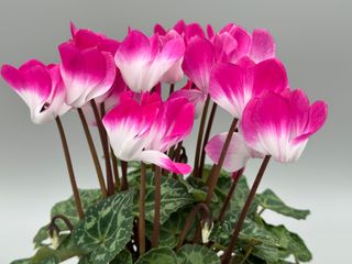 Metis Indiaka Fuchsia Exp