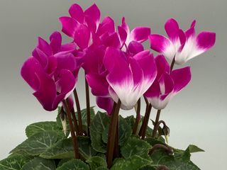 Metis Indiaka Violet Exp.