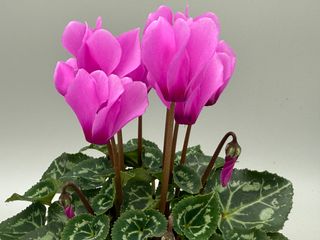 Metis Violet Cattleya