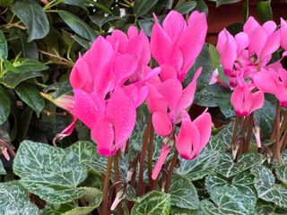 Metis Rose Saumone' F1