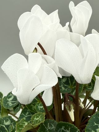 Metis Blanc Chantilly