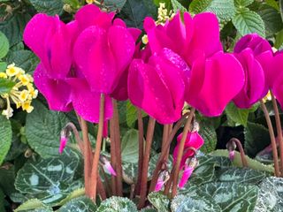 Metis Violet Fonce' Evolution F1