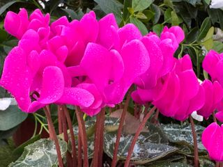 Metis Violet Vif