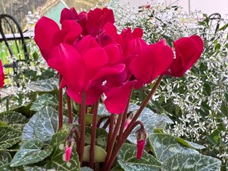 Metis Magenta Fonce' F1