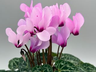 Metis Lilas Clair À Oeil F1