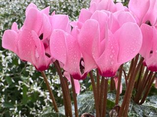 Metis Rose Clair À Oeil F1
