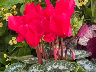 Metis Rouge Vif