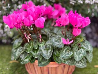 Metis Fuchsia Clair