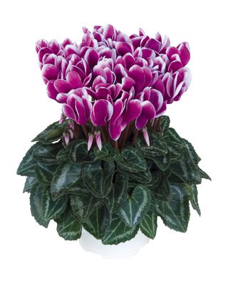 Metis Violet Founce'