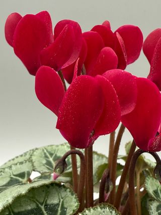 Tuxedo Magenta Intenso