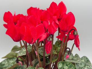 S.s. Carino Red