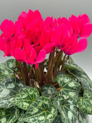 S.s. Carino Neon Pink