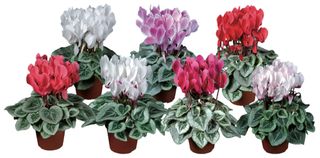 S.S. PICASSO® MIX F1 - Garden La Fiorita di Dalla Nora Alice