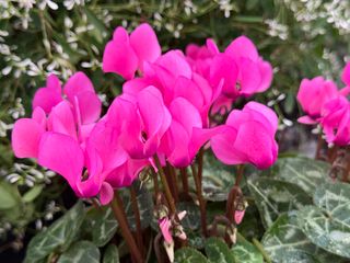 Smartiz Fuchsia F1
