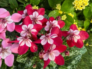 S.S. DJIX WINE RED - Garden La Fiorita di Dalla Nora Alice