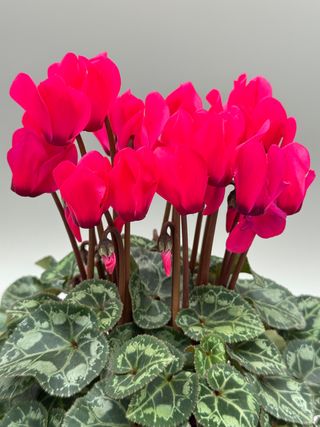 Miniciclamino Macaron Fuchsia Vif
