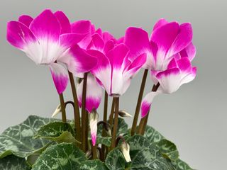 Indiaka Violet
