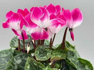 Indiaka Magenta F1