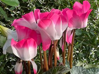 Indiaka Fuchsia F1