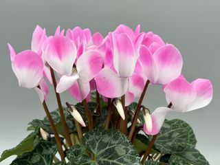 Indiaka Fuchsia Clair