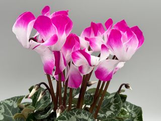 Fusion Violet