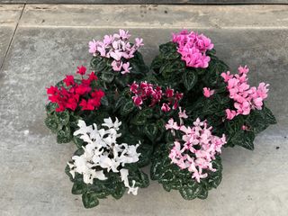 ELIXIR - Verdidee Floricoltura