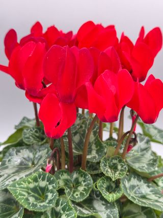 Elegante Red