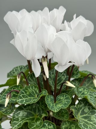 Elegante White