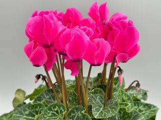 Elegante Neon Pink