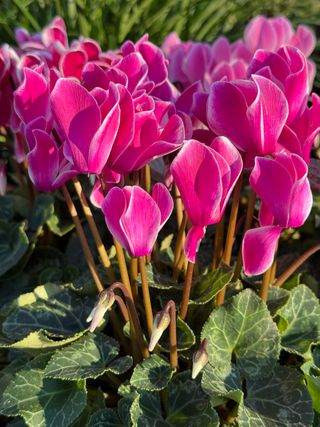 Elegante Violet Flamed