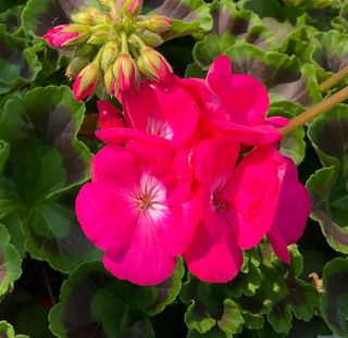ZONICE COMPACT SHOCKING PINK - Sardegna Garden