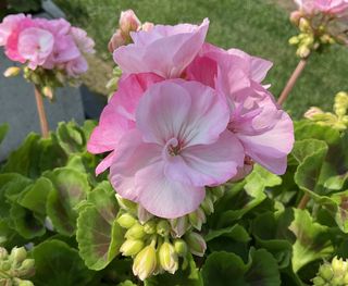 Zonice White Rose