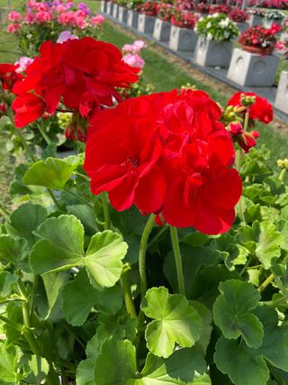 Zonice Scarlet Red (anthony)