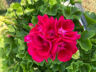 Zonice Flower Fairy Berry