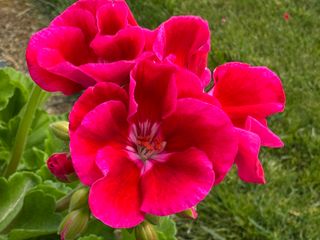 Zonice Flower Fairy Red Splash