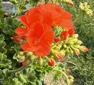 Zonice Bright Orange (morning Sun)