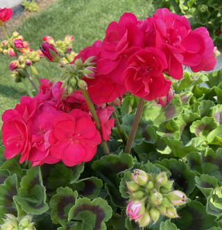 Zonice Dark Pink (ludo)